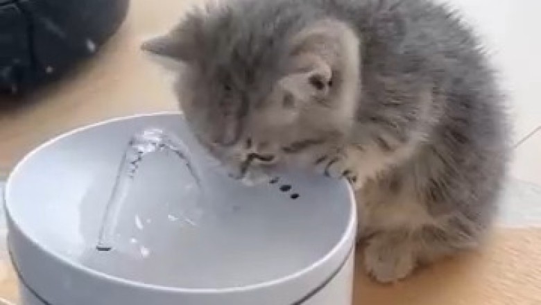 Kitten vs. Water Fountain: Hilarious Splash-tastic Moments!