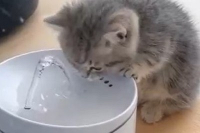Kitten vs. Water Fountain: Hilarious Splash-tastic Moments!