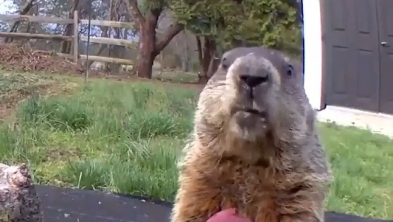 Marmot's Peach Feast: Watch This Adorable Snack Attack!