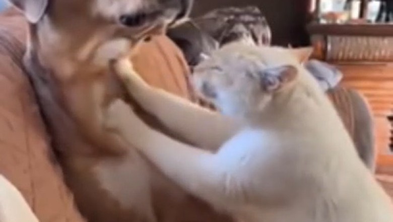 Pawsitively Adorable: Cat and Dog Give Each Other the Cutest Massage!