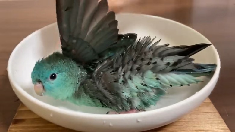 Splash Zone: Watch This Barred Parakeet’s Hilarious Shower Time!