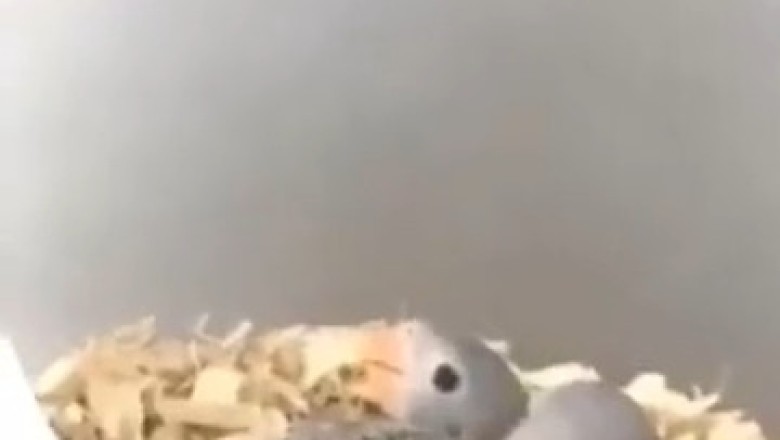 This Rose-Ringed Parakeet and Her Chicks Will Make Your Day!