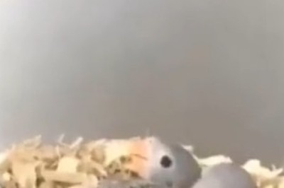 This Rose-Ringed Parakeet and Her Chicks Will Make Your Day!