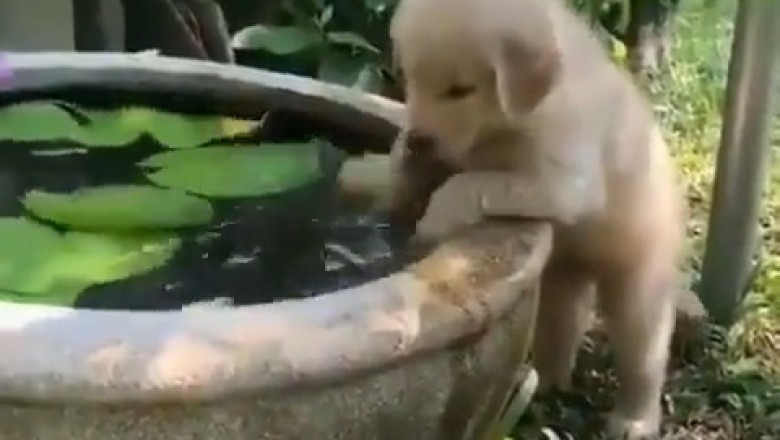 Tiny Golden Retriever's Epic Playtime Fails!