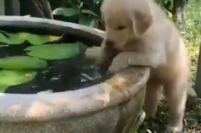 Tiny Golden Retriever's Epic Playtime Fails!