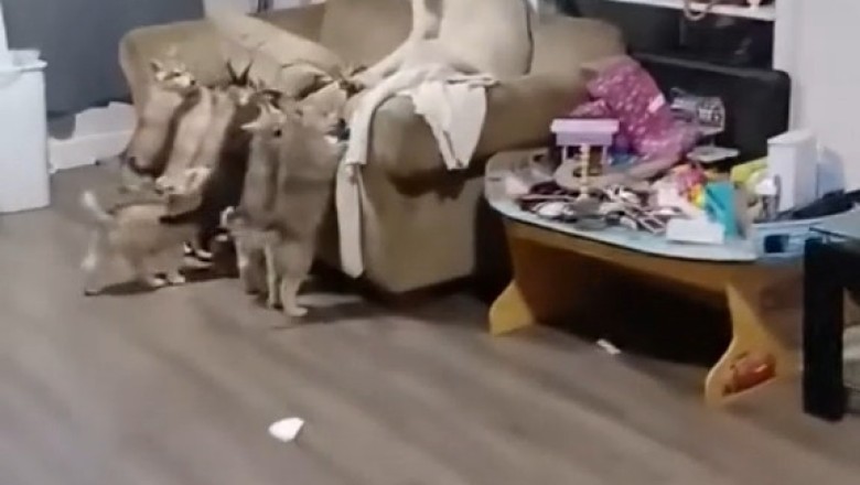 Ultimate Parent Struggles: Kids Annoying Their Pets in Hilarious Ways!