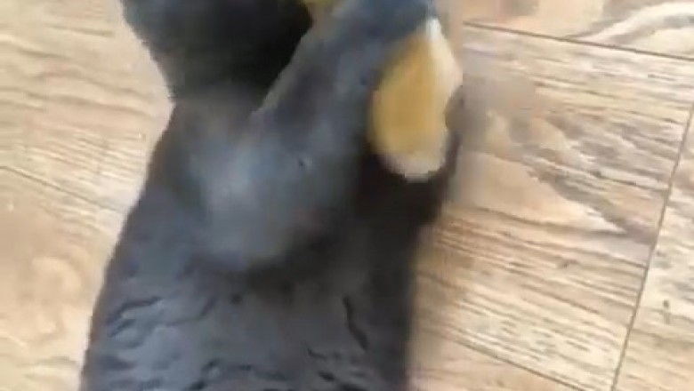 Unlikely Duo: Duckling and Cat's Hilarious Friendship!