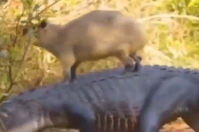 Unlikely Friends: Capybara Hits the Road on a Crocodile!