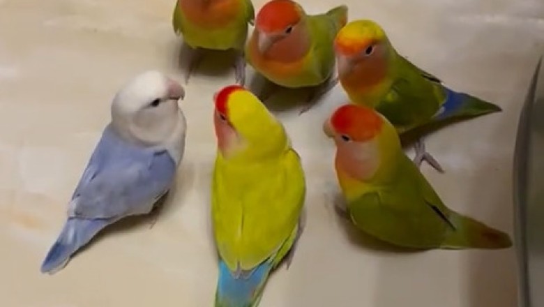 You Won't Believe What Happens in This 'Important Meeting' with Rosy-Faced Lovebirds!