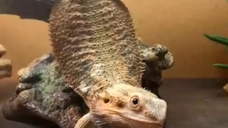 You Won't Believe What This Lizard Does! Hilarious Moments Caught on Camera!