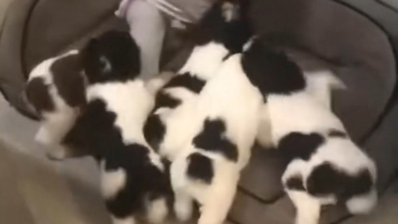 Adorable Little Boy and His Puppies Have the Cutest Playtime!