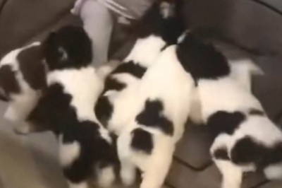 Adorable Little Boy and His Puppies Have the Cutest Playtime!