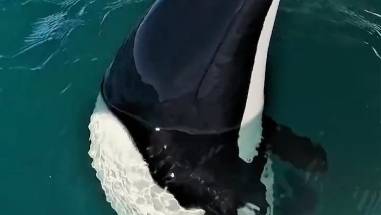 Awe-inspiring Encounter: Tiny 'panda Dolphin' Dazzles Tourists In Rare Sighting!