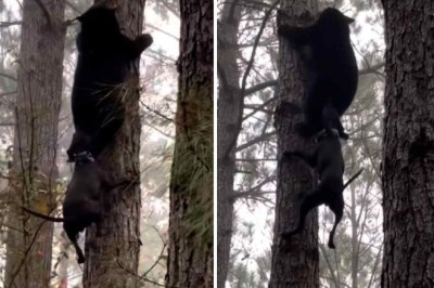 Bear's Epic Tree-Climb to Escape Feisty Dog Attack Goes Viral!
