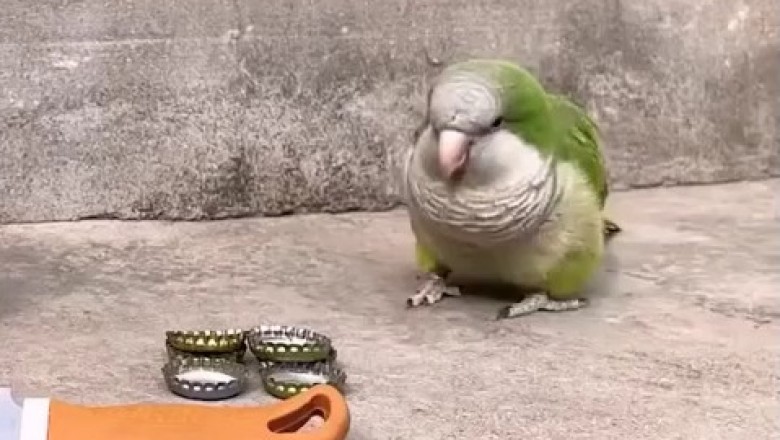 Brilliant Parrot Showcases Genius IQ: You Won’t Believe What He Can Do! 🦜✨