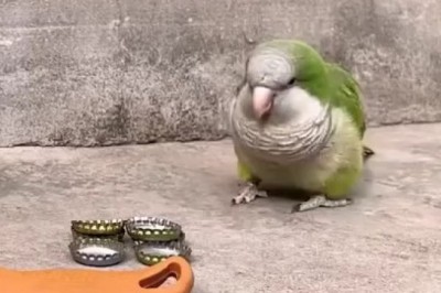 Brilliant Parrot Showcases Genius IQ: You Won’t Believe What He Can Do! 🦜✨