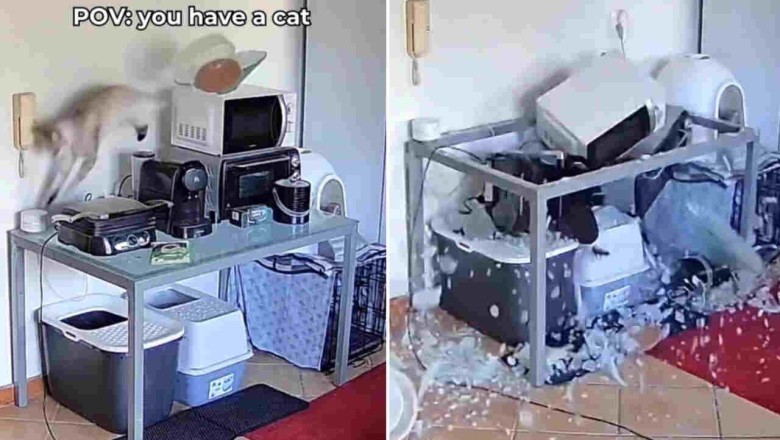 Cat Chaos: Watch This Feline Break A World Record For Fastest Kitchen Destruction!
