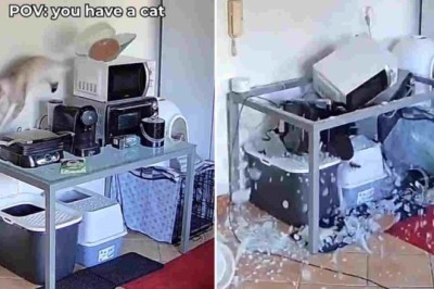 Cat Chaos: Watch This Feline Break A World Record For Fastest Kitchen Destruction!