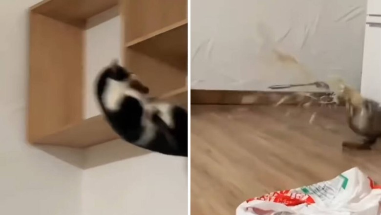 Cat vs. Cucumbers: The Most Hilarious Reactions You'll Ever See!