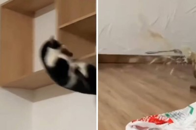 Cat vs. Cucumbers: The Most Hilarious Reactions You'll Ever See!