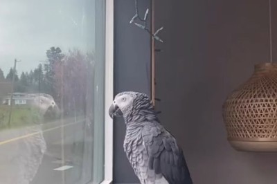 Dancing Parrot Steals the Show: You Won't Believe Your Eyes! 💃🦜