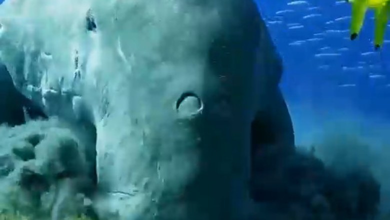 Dugong Shenanigans: Prepare for Non-Stop Laughs with this Adorable Marine Mammal!