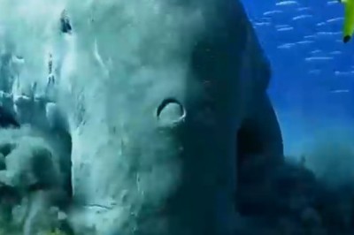 Dugong Shenanigans: Prepare for Non-Stop Laughs with this Adorable Marine Mammal!