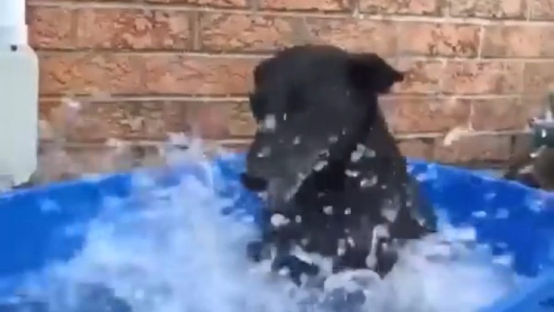 Epic Dog Training: Watch This Pup Dive Into Swimming Like a Pro!