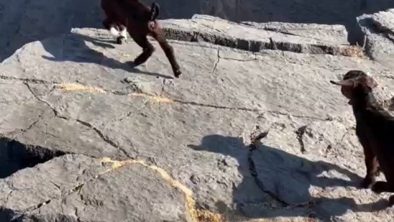 GOATS Gone Wild: Hilarious Hilltop Shenanigans You Can't Miss!