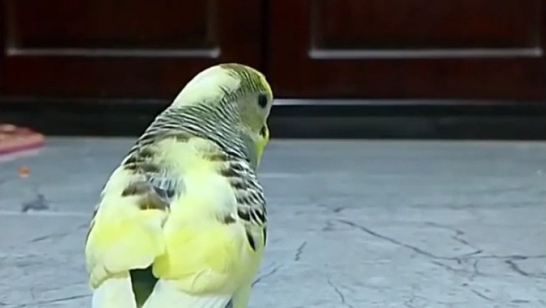 Hilarious Budgerigar Bird Moments: Prepare to Laugh Out Loud!