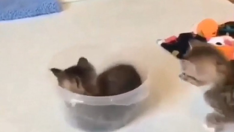 Hilarious Kittens in Action: The Cutest Comedy You Can't Miss!