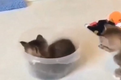 Hilarious Kittens in Action: The Cutest Comedy You Can't Miss!