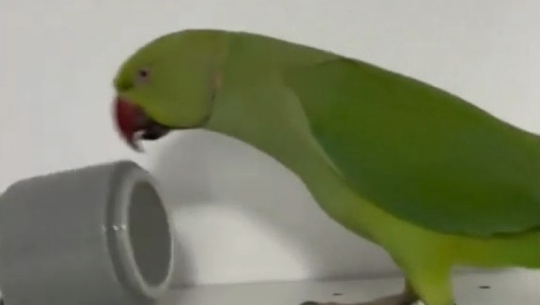 Hilarious Parrot Reactions to Strange Objects: You Won't Believe This!