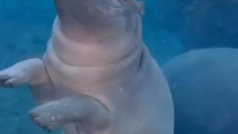 Hippo Hilarity: Watch This Water-Loving Giant Make a Splash!