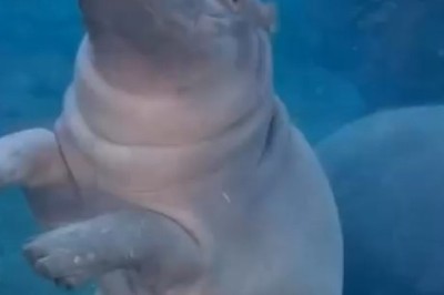 Hippo Hilarity: Watch This Water-Loving Giant Make a Splash!