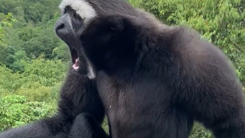 Hoolock Gibbon's Comedy Hour: The Funniest Voicemails from the Jungle!