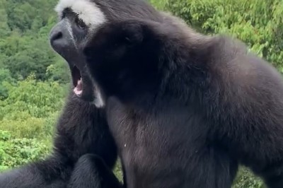 Hoolock Gibbon's Comedy Hour: The Funniest Voicemails from the Jungle!