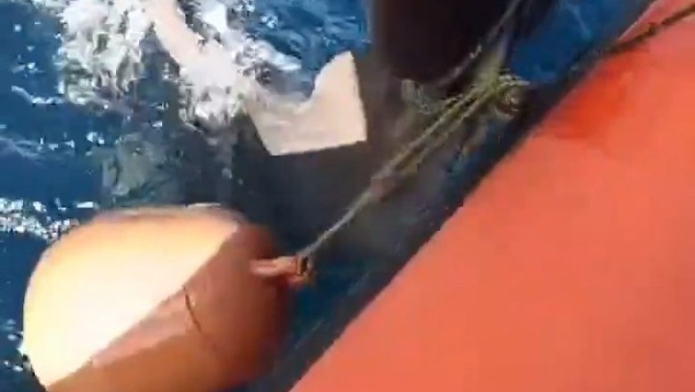 Incredible Rescue: Man Saves Stranded Dolphin at Sea!
