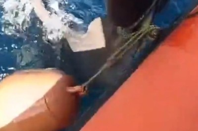 Incredible Rescue: Man Saves Stranded Dolphin at Sea!