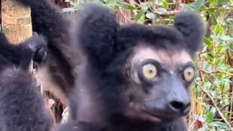 Indri Primate's Hilarious Calls: Nature's Comedian Strikes Again! 🐒🤣