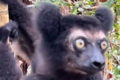 Indri Primate's Hilarious Calls: Nature's Comedian Strikes Again! 🐒🤣
