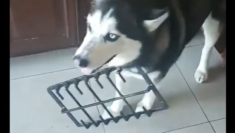 Kitchen Chaos: Watch This Dog's Hilarious Culinary Adventures!