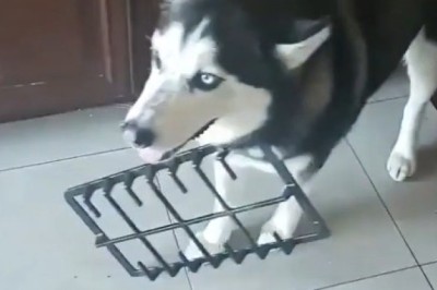 Kitchen Chaos: Watch This Dog's Hilarious Culinary Adventures!