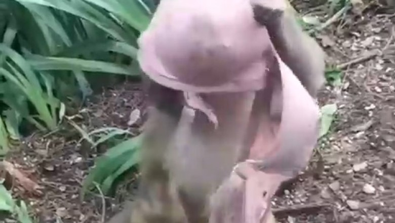 Monkey’s Hilarious Reaction to Finding a Bra in the Forest!