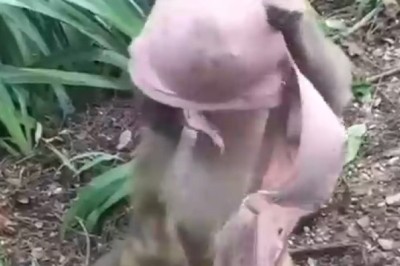 Monkey’s Hilarious Reaction to Finding a Bra in the Forest!
