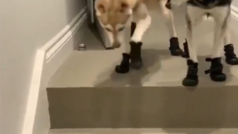 Paw-sitively Hilarious: Dogs Trying on Shoes Will Make You LOL!