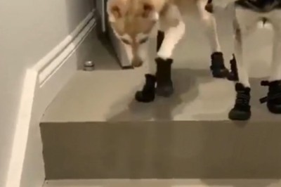 Paw-sitively Hilarious: Dogs Trying on Shoes Will Make You LOL!