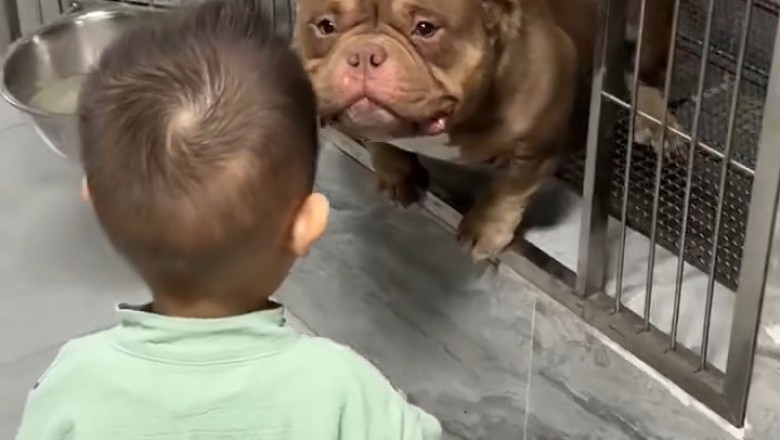 Pit Bull Pandemonium: You Won't Believe What This Goofy Pup Does!