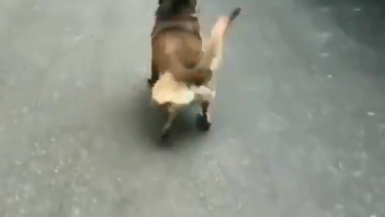 Shepherd Shenanigans: The Funniest Moments with Our Hilarious Shepherd Dog!