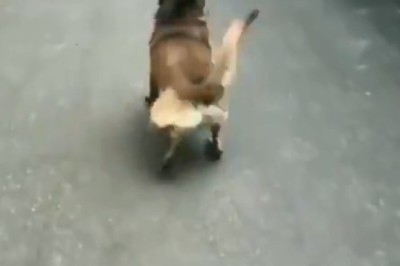 Shepherd Shenanigans: The Funniest Moments with Our Hilarious Shepherd Dog!